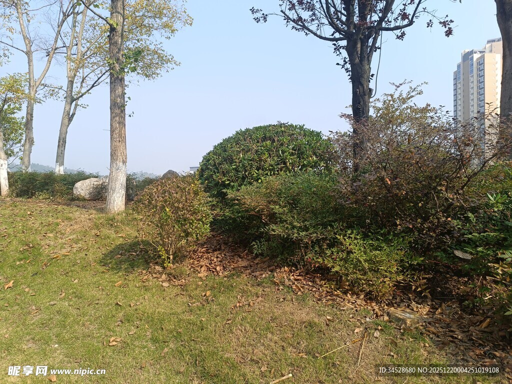 户外草地旁的树木与灌木