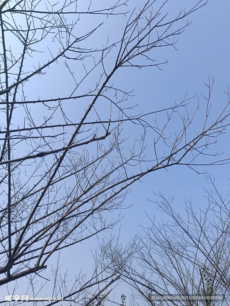 冬日枯树枝干蓝天景象