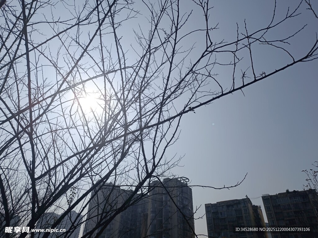 冬日枯树与城市建筑景观