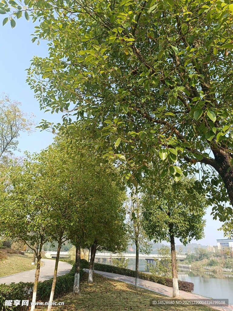 河畔绿树成荫的美丽景致