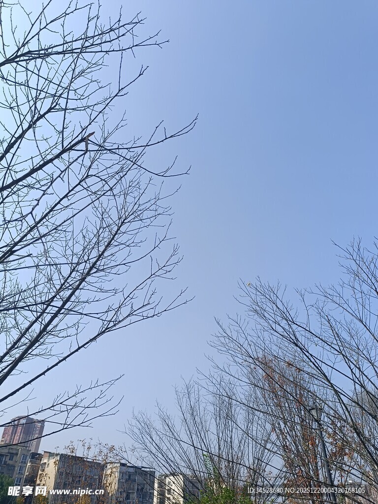 冬日光秃树枝与远处建筑