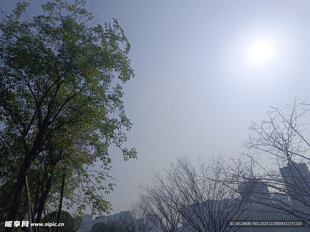 阳光下的树木与建筑景观