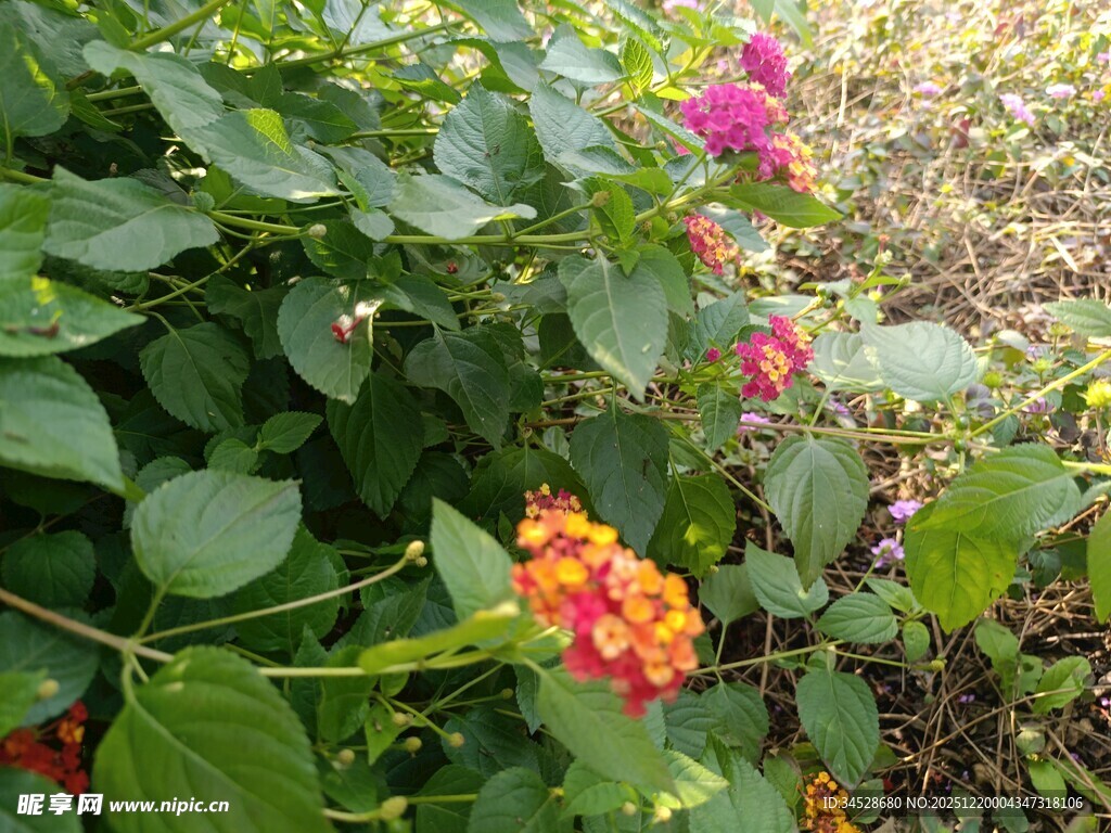 多彩花丛中的美丽景致