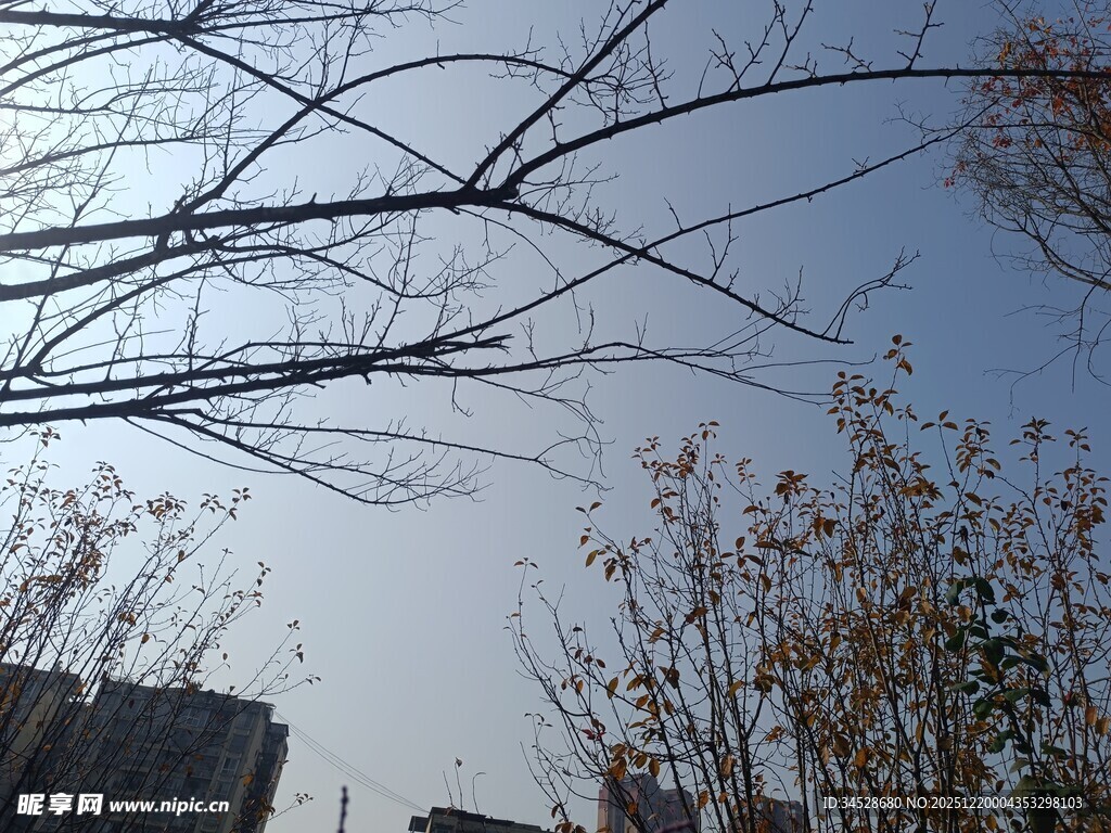 秋日树梢与蓝天景象