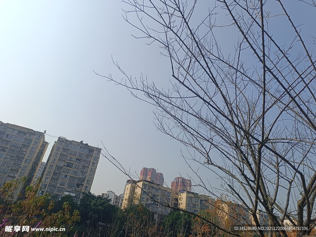 冬日枯树与远处高楼