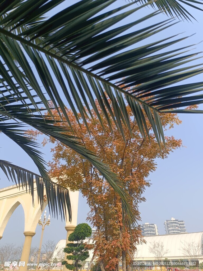 棕榈树与建筑景观