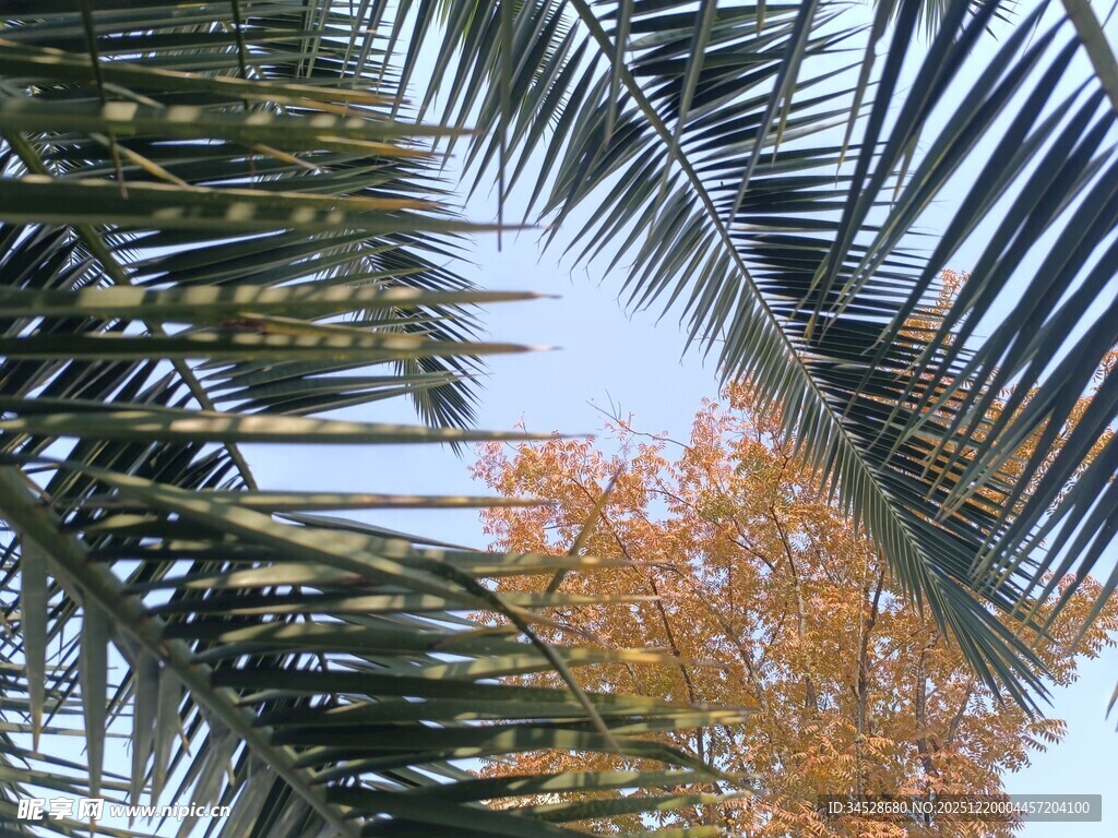 棕榈枝叶与秋日树木景致