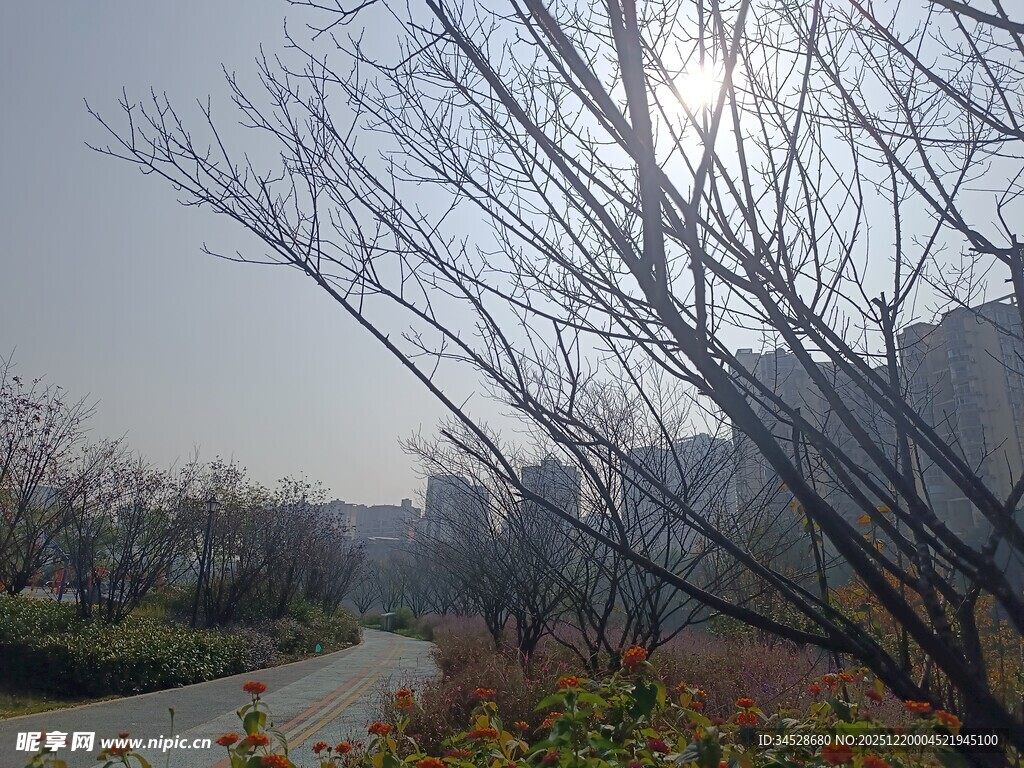 冬日光秃树枝下的宁静小路