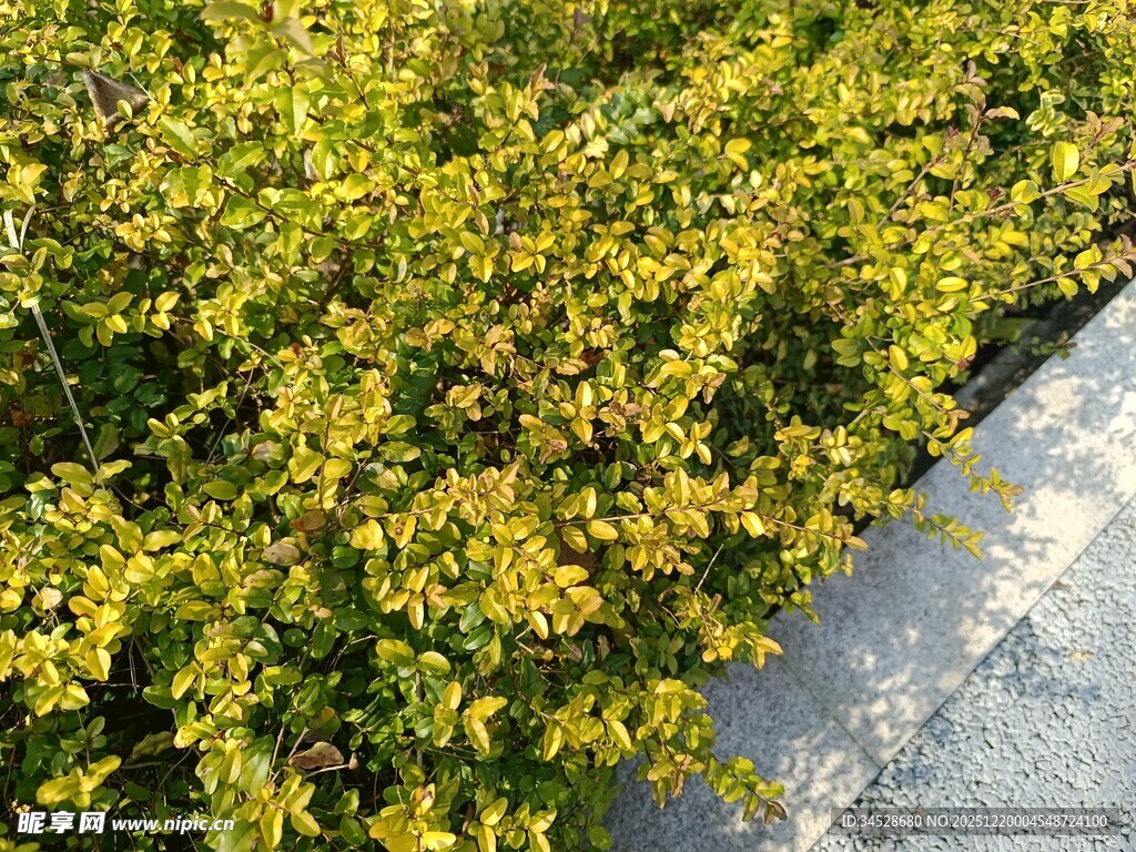 路边金黄繁茂绿植景观
