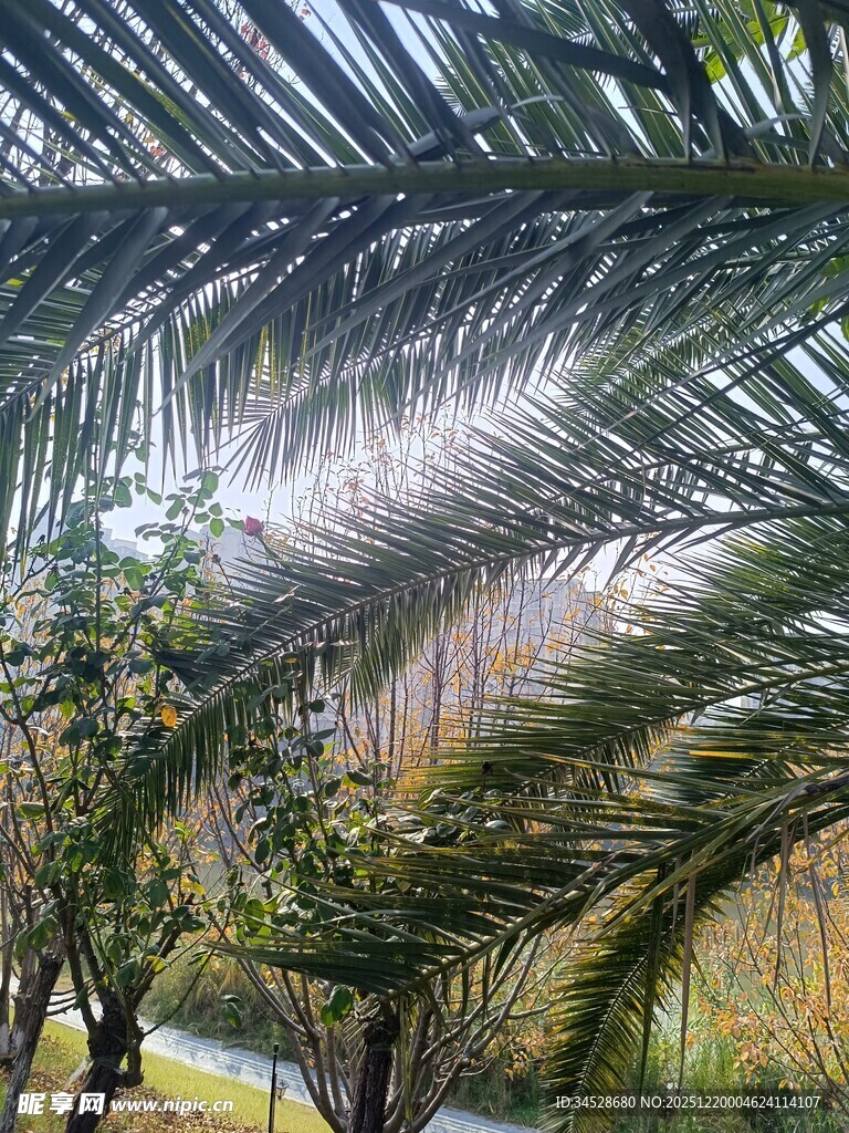 棕榈树林中的朦胧景致