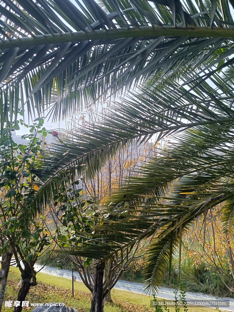 棕榈叶下的户外景致