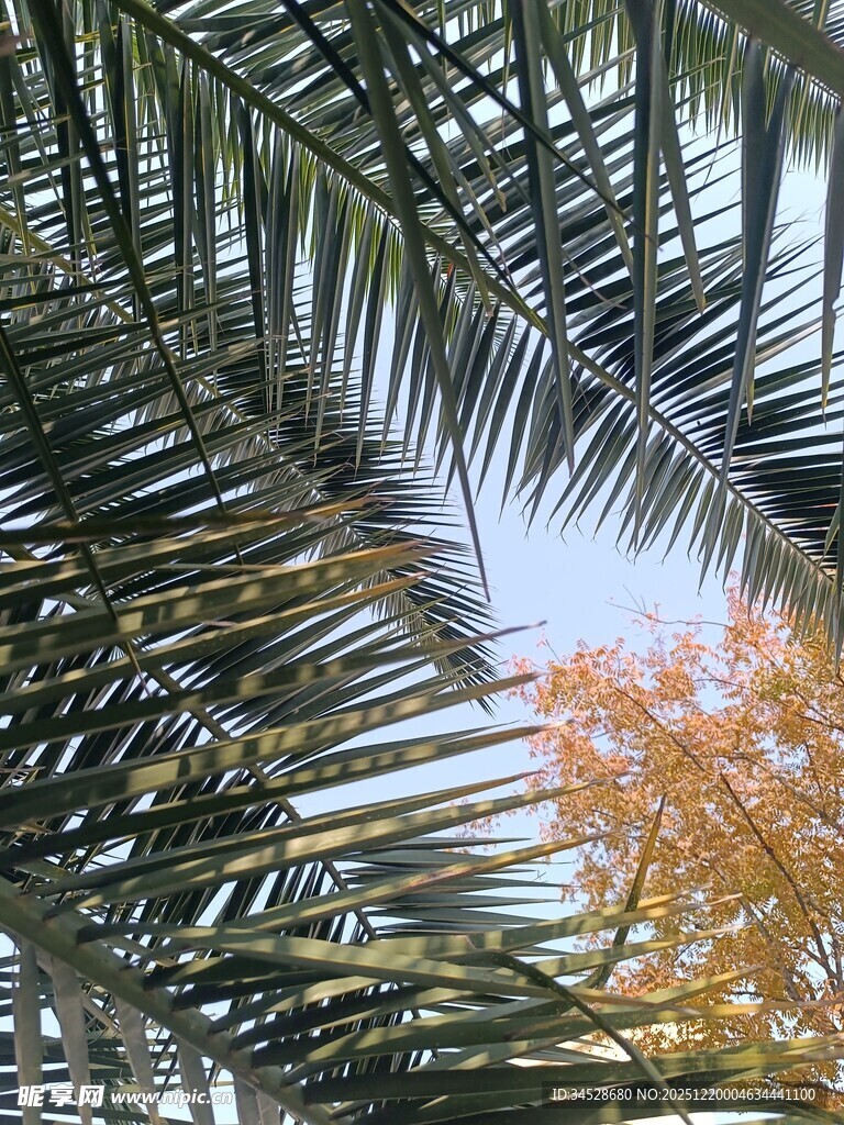 透过棕榈叶看秋日景象