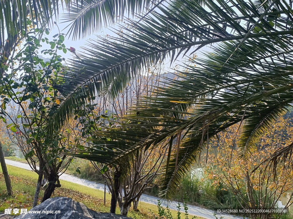 户外棕榈树景观