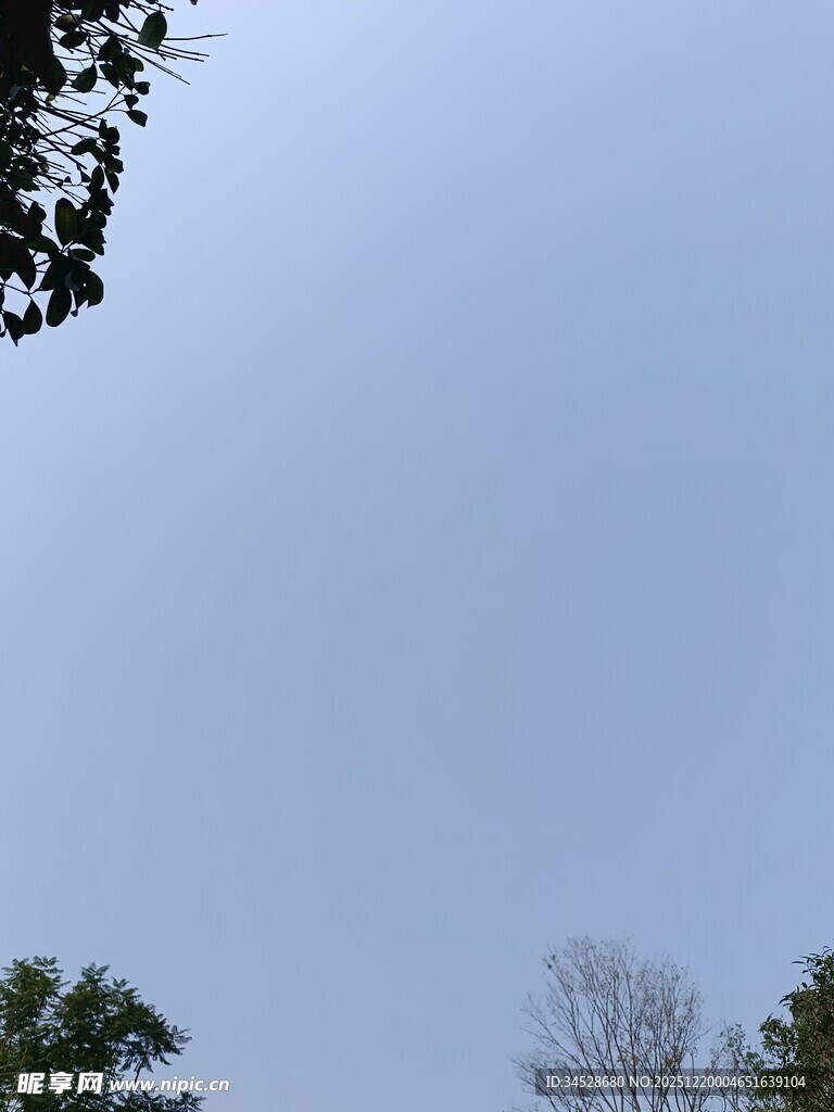 仰视天空中的树木