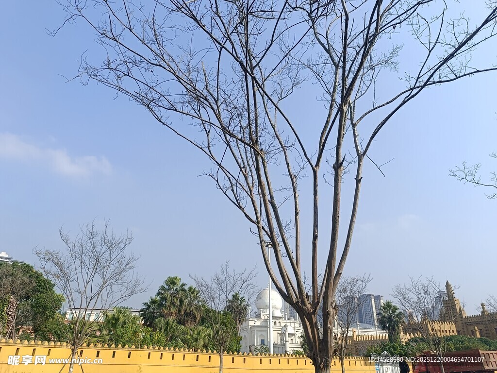 冬日光秃树木与远处建筑