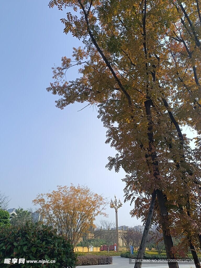 秋日路旁黄叶树木景致