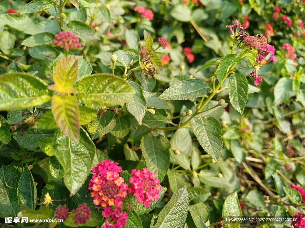 鲜艳多彩的花卉植物景观
