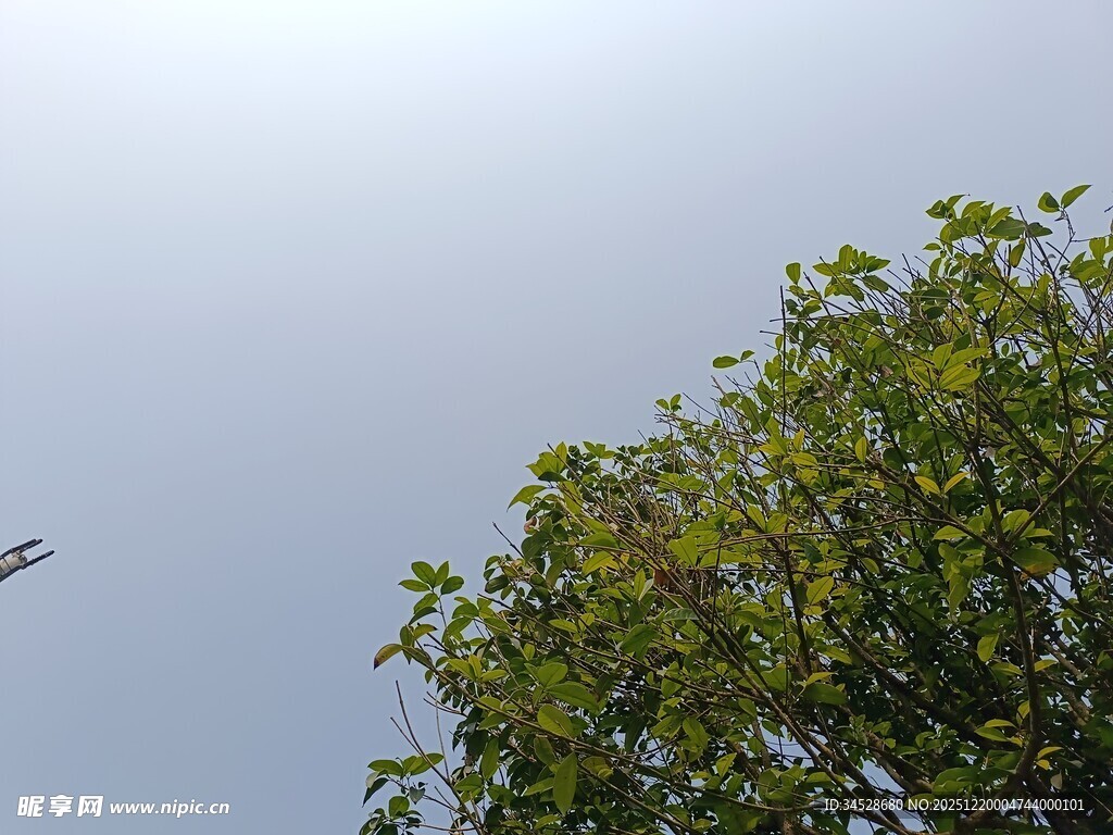 树梢上的天空与飞鸟