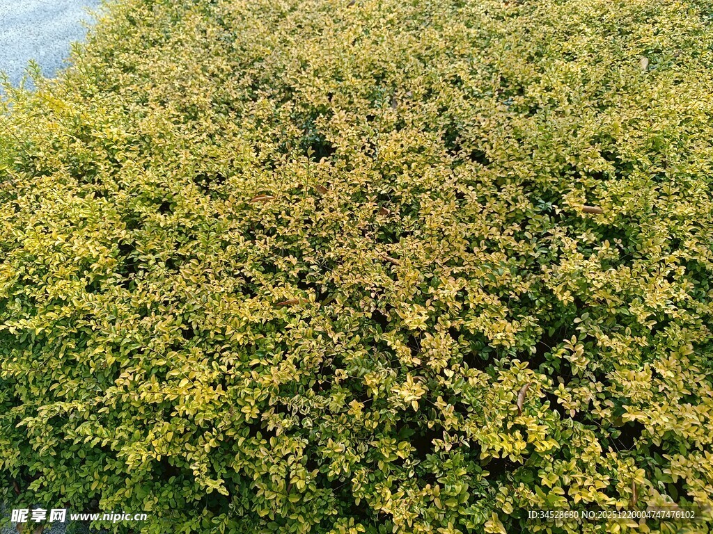 翠绿植物铺满地面