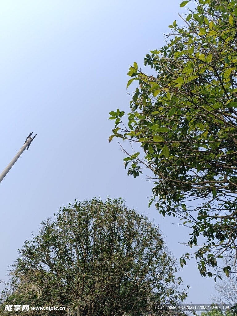 蓝天绿树间的高空作业