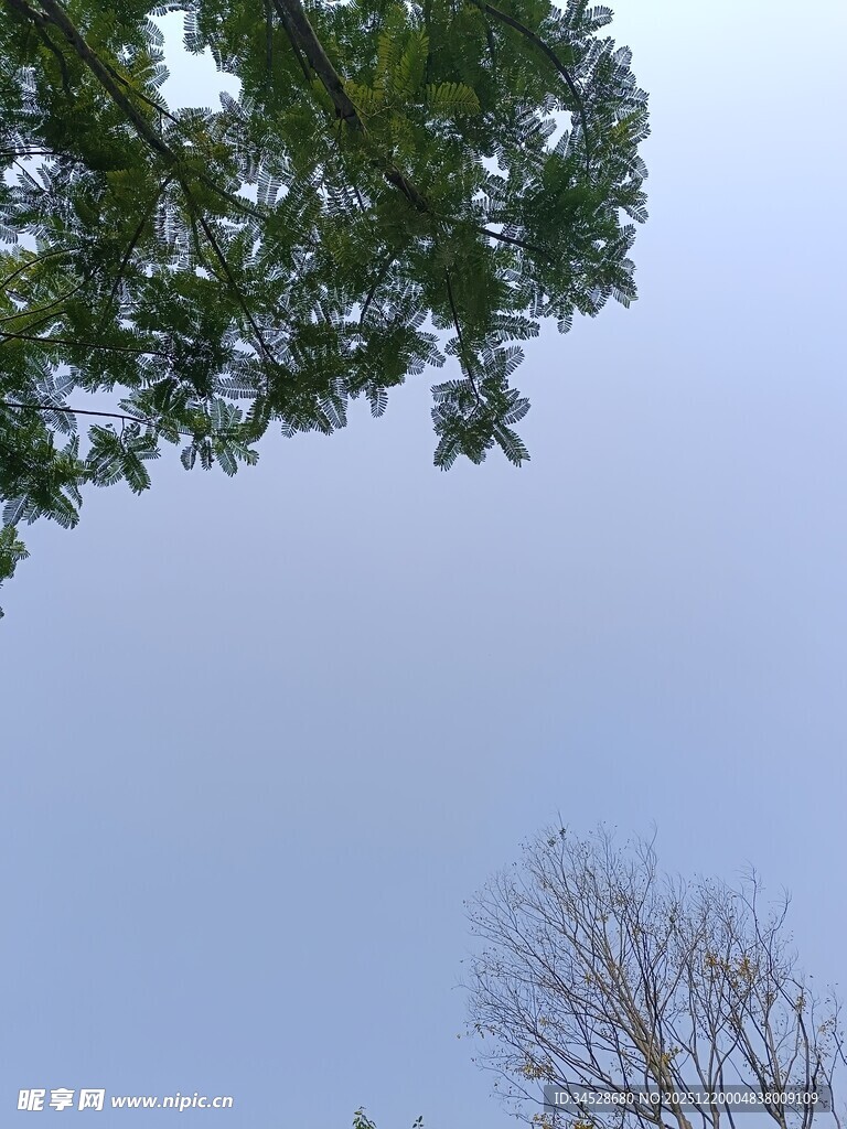 仰视绿树与光秃树枝