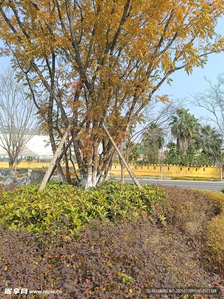 秋日路旁黄叶树木景观