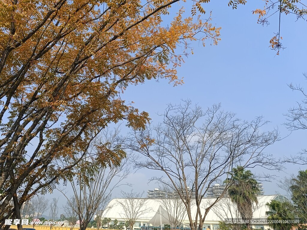 秋日树木与远处建筑景观