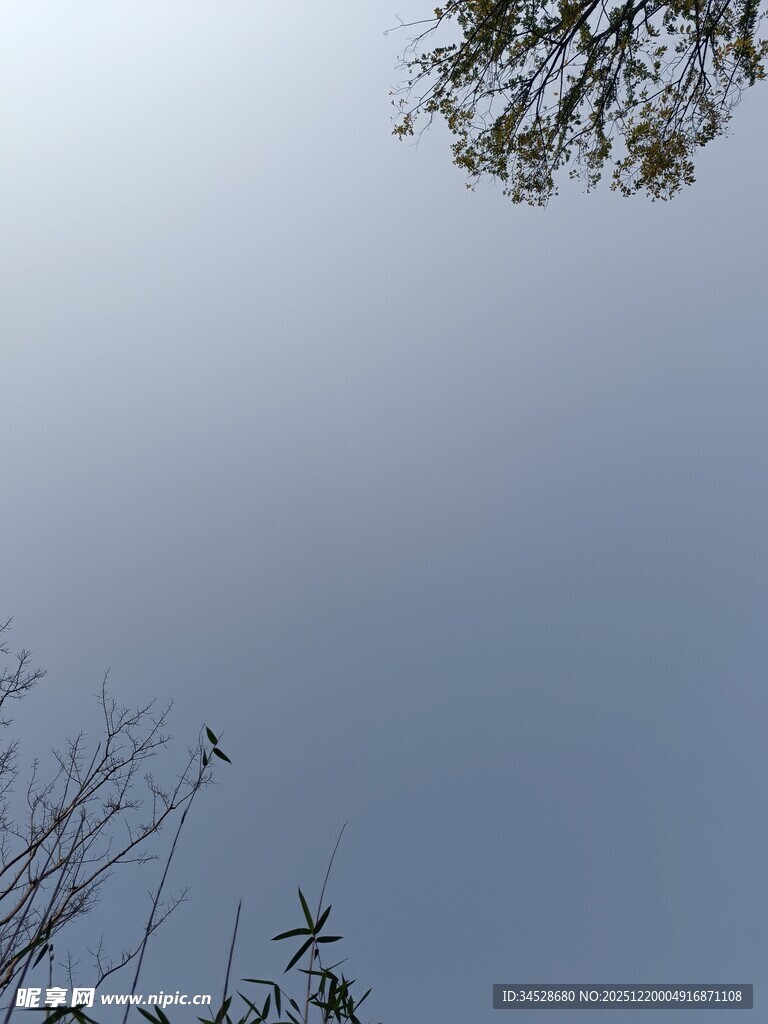 仰视天空与枝叶