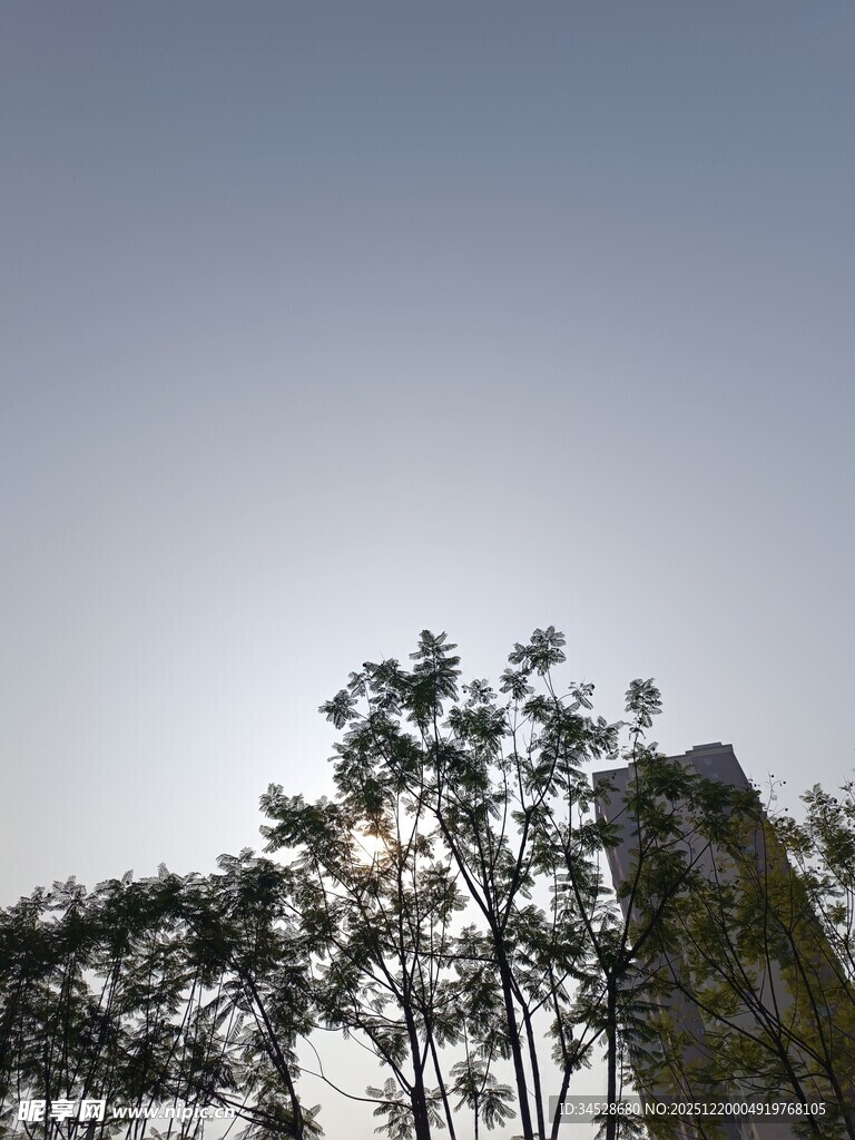 阳光下的树梢剪影