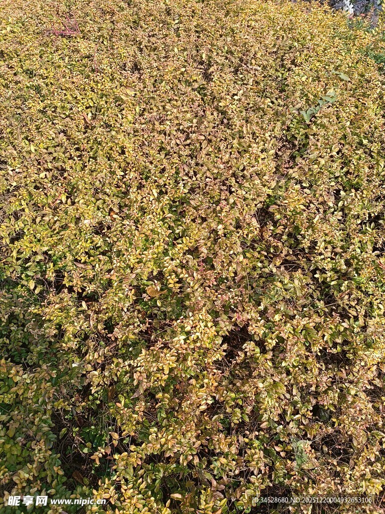 金黄繁茂植物景观