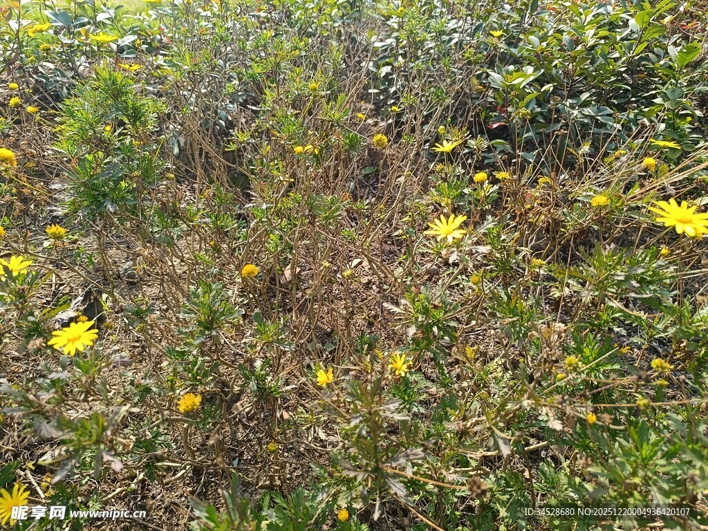 野外黄色小花丛景观