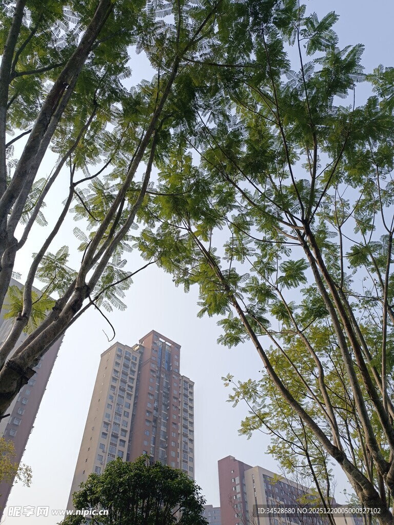 城市中树木与高楼相映