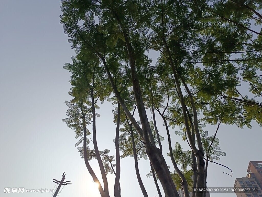 高耸树木与蓝天相映