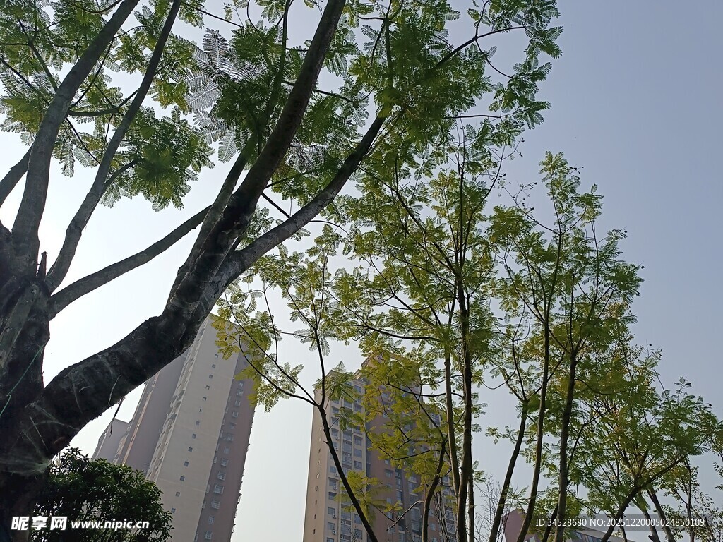 城市中挺拔的绿树景观