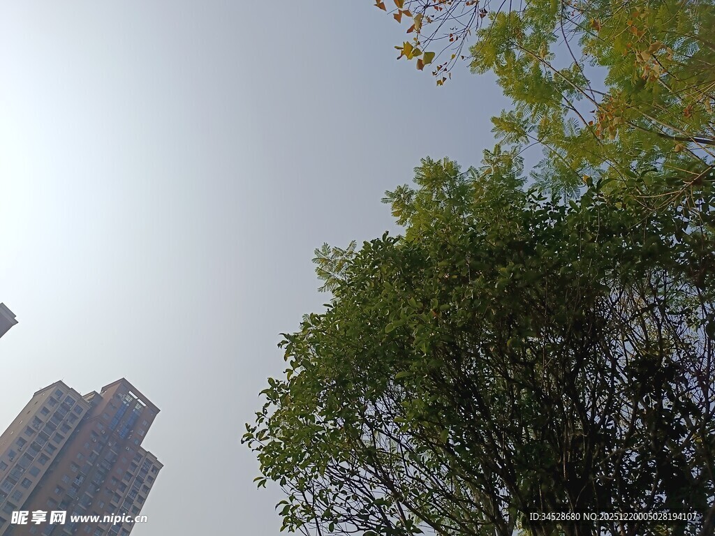 城市中高耸建筑旁的绿树