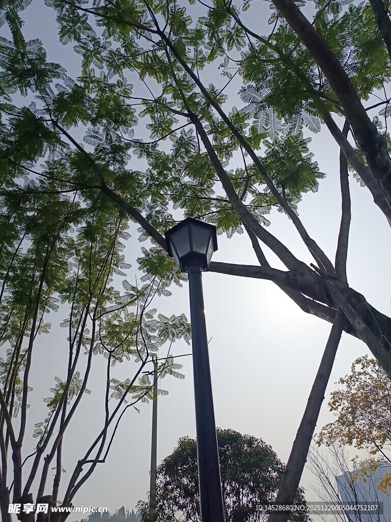 户外树上的鸟巢