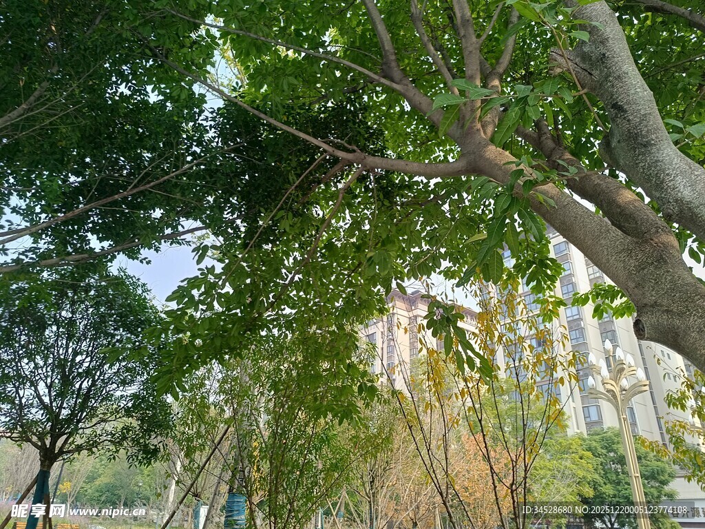 绿树成荫的林间景象