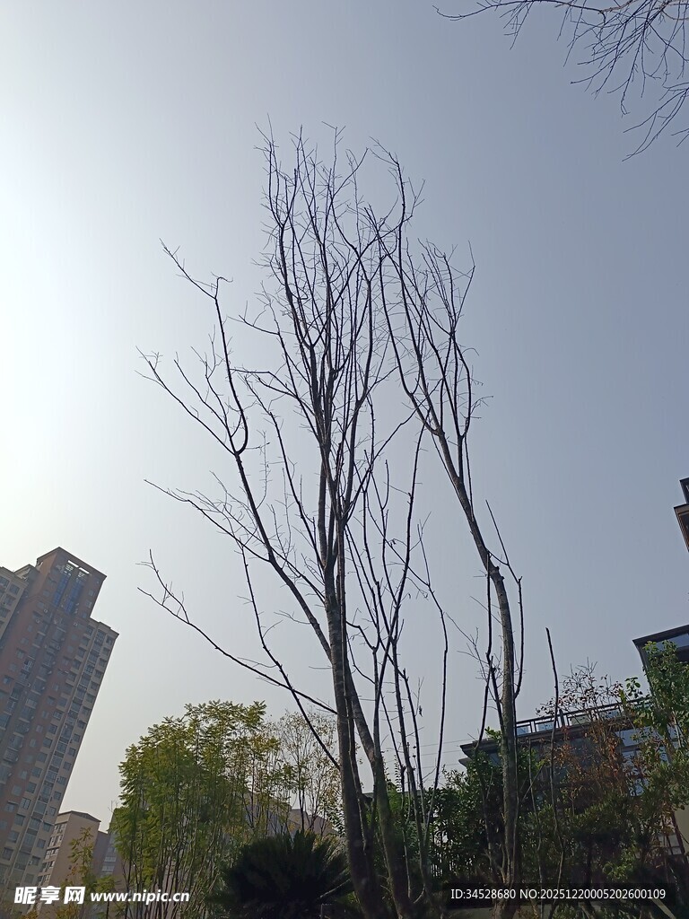 城市中光秃树木与高楼