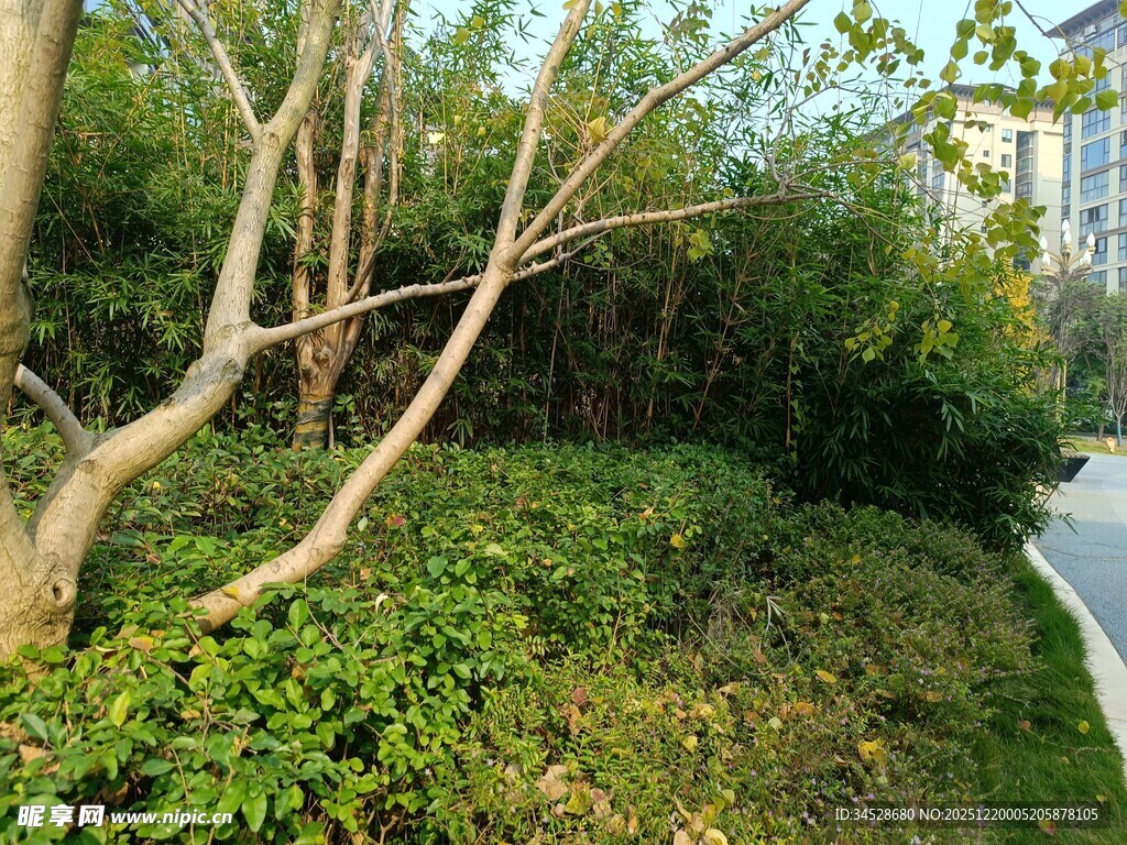 路边繁茂绿植与蜿蜒小路