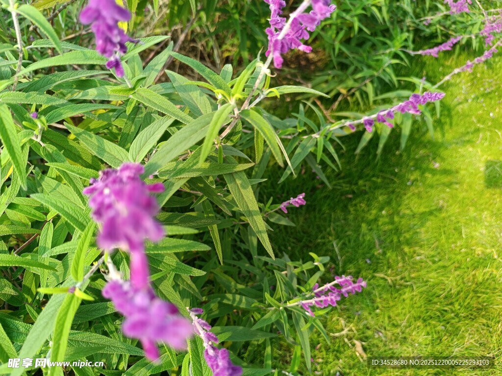 紫色花卉绽放于绿草丛中