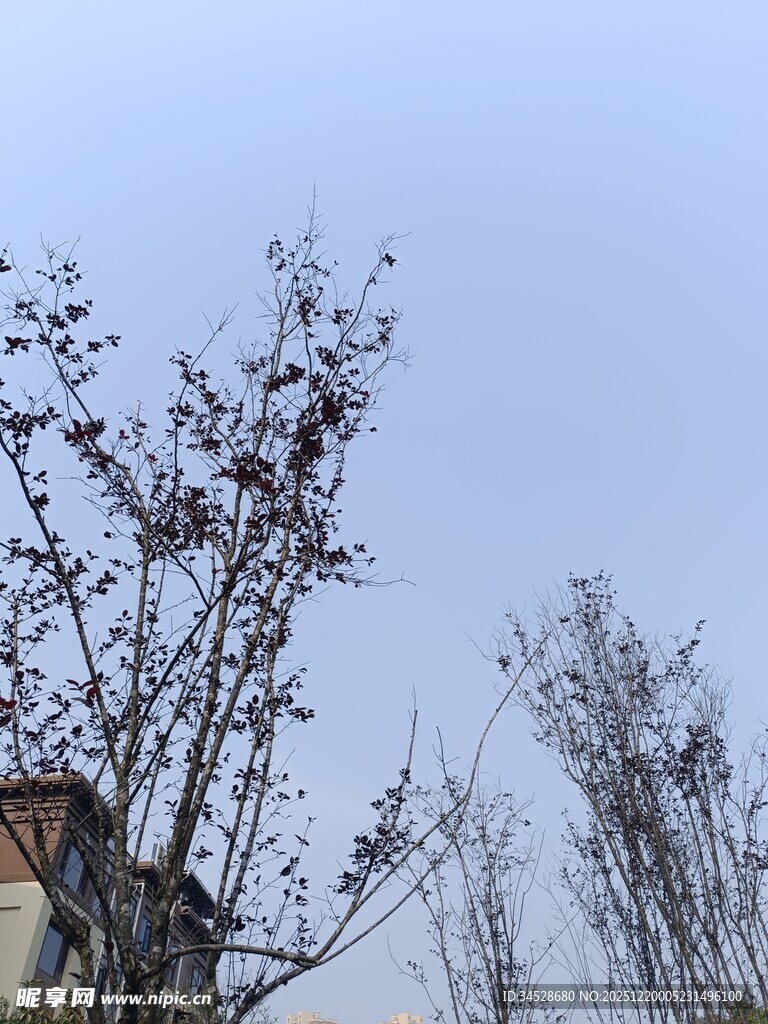 冬日枯树与朦胧天空