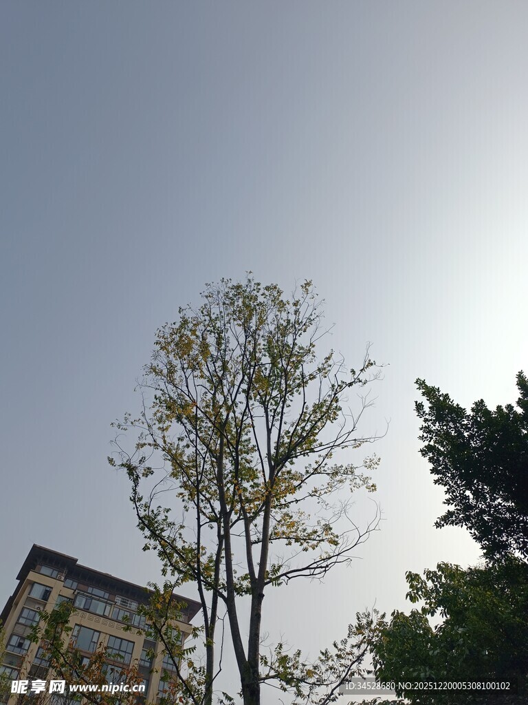 阳光下的绿树与建筑