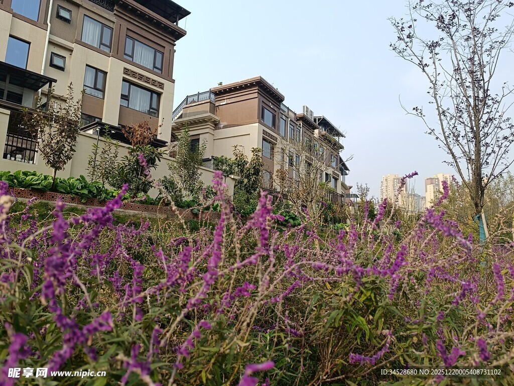 山坡紫花旁的老旧建筑群