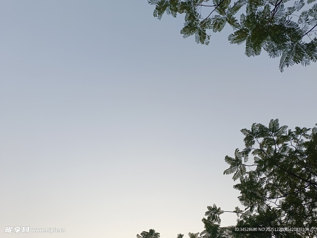 树梢之上的淡蓝天色