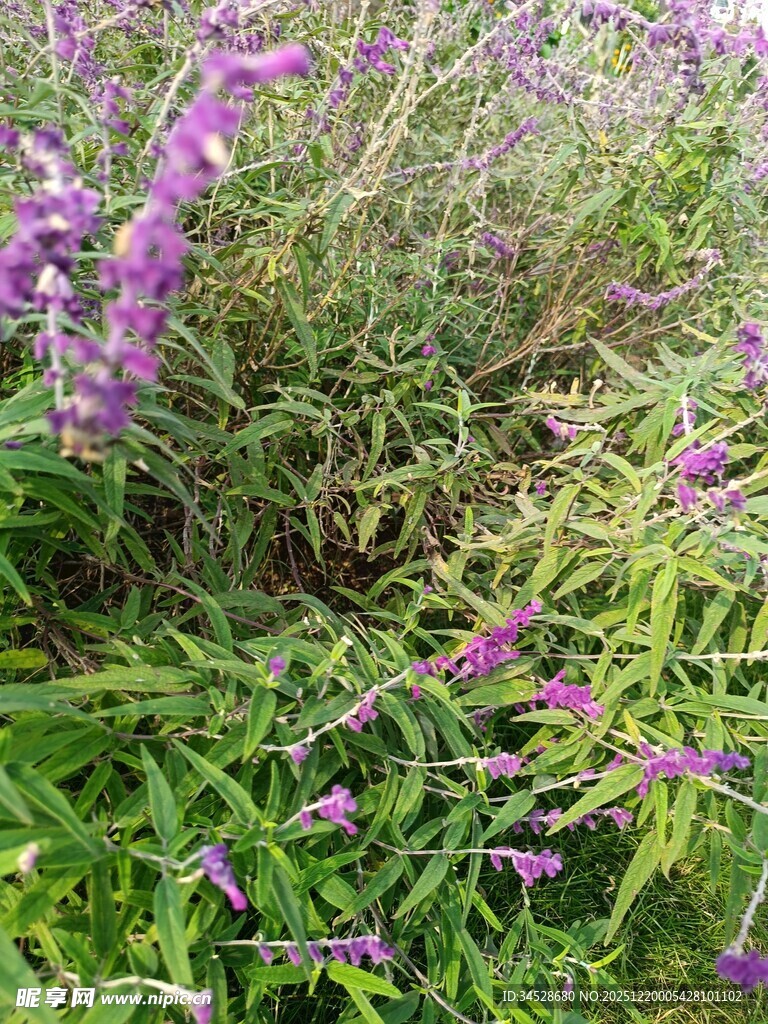 紫色野花绽放于绿草丛中