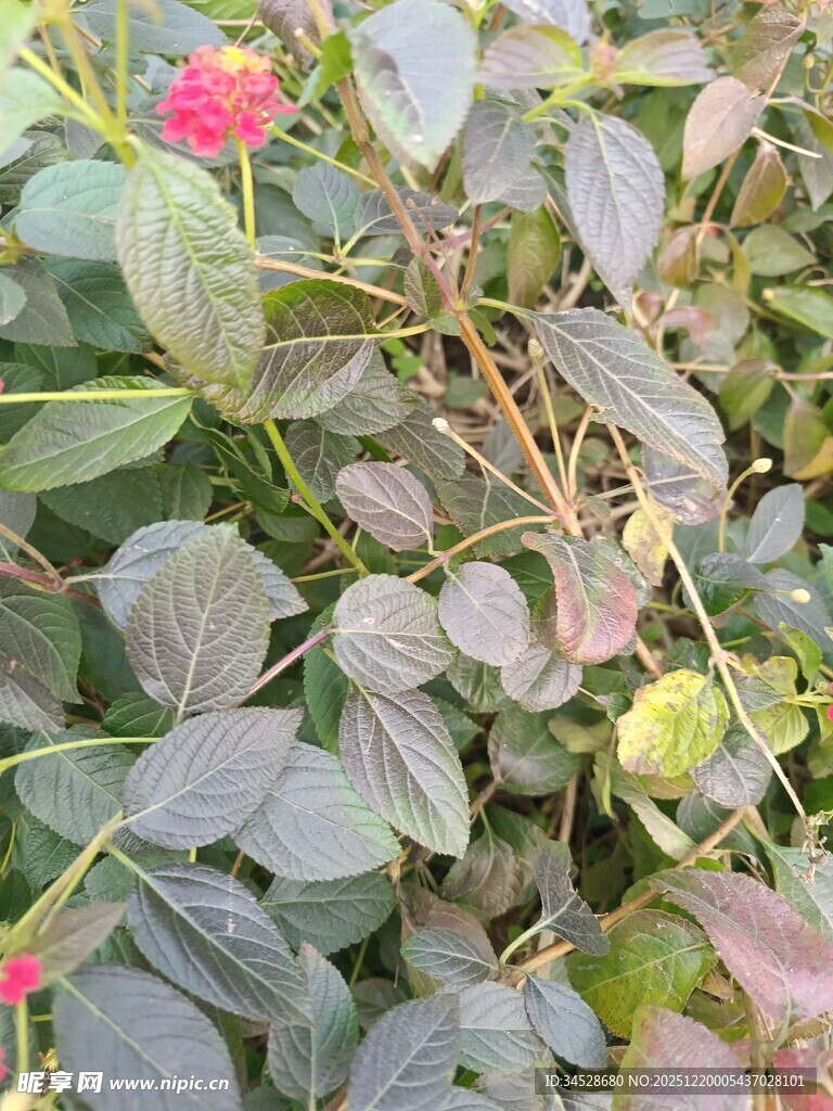 绿叶丛中的娇艳小花