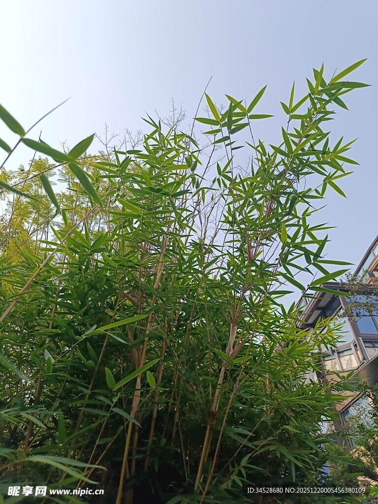 庭院中的翠绿竹子