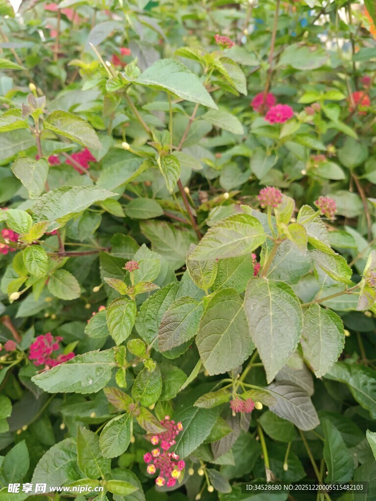 绿叶间的娇艳小红花