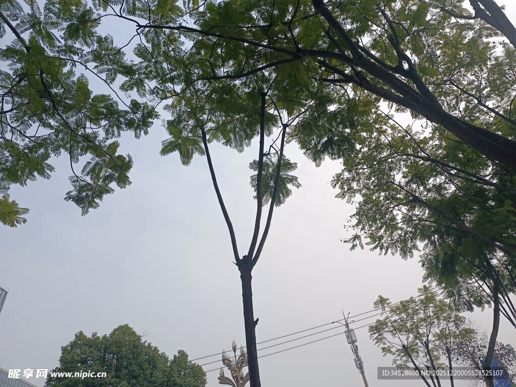 户外绿树成荫景象