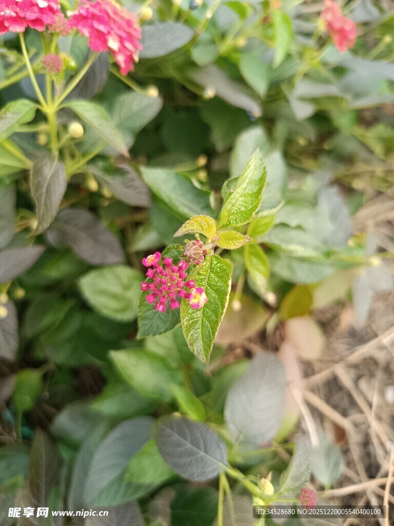 娇艳小花绽放于绿叶间